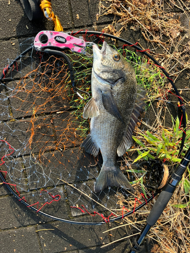 チヌの釣果