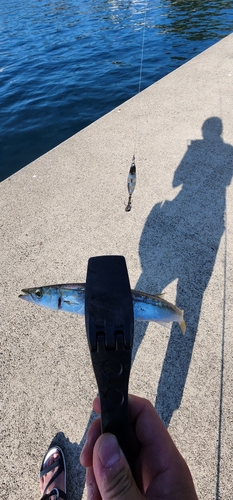 カマスの釣果