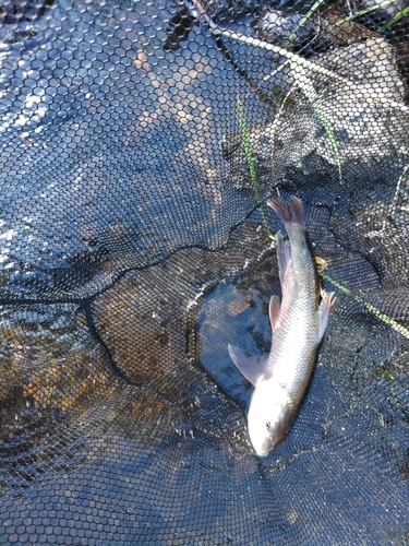 ケタバスの釣果