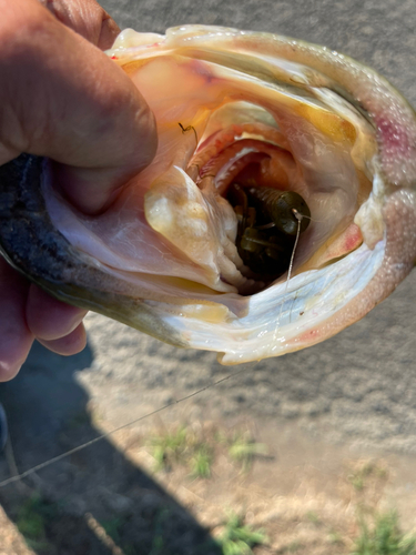 ブラックバスの釣果