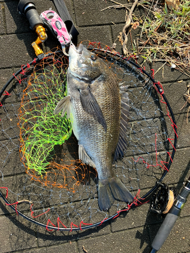 チヌの釣果