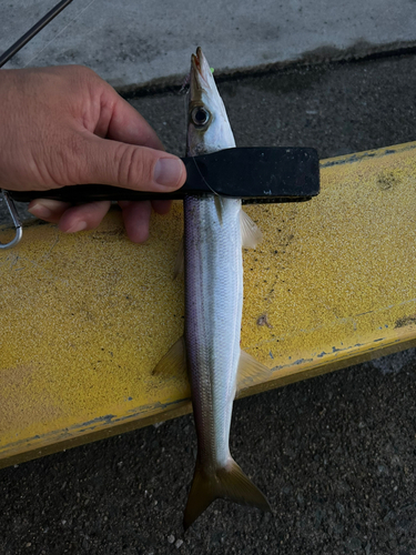 カマスの釣果