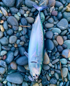 マルソウダの釣果