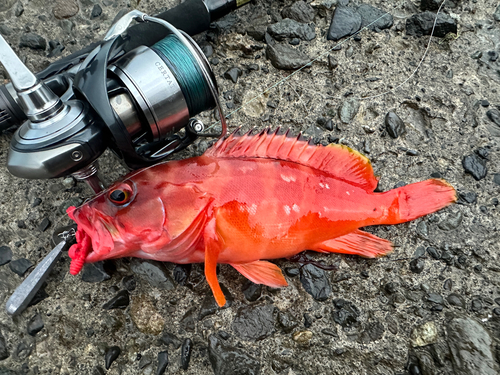 カサゴの釣果