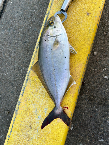 ショゴの釣果