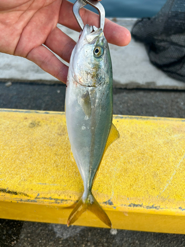 ワカシの釣果