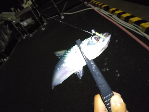 サバの釣果