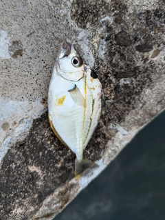 ヒイラギの釣果