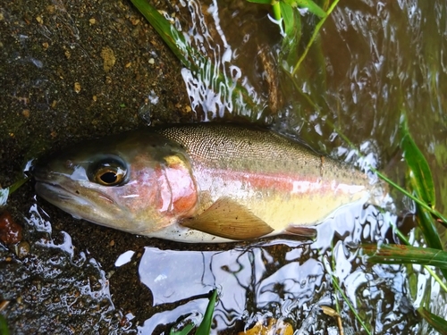 ニジマスの釣果