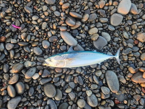 ソウダガツオの釣果