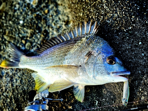 キチヌの釣果