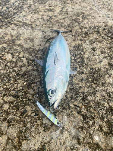 ソウダガツオの釣果