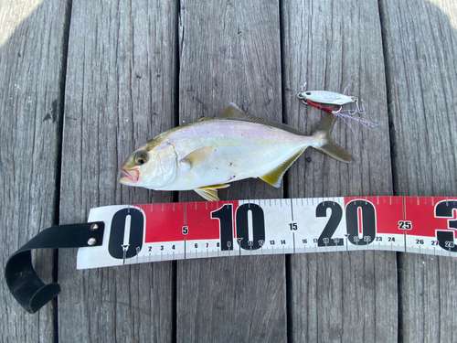 ショゴの釣果