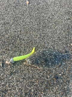 ソゲの釣果