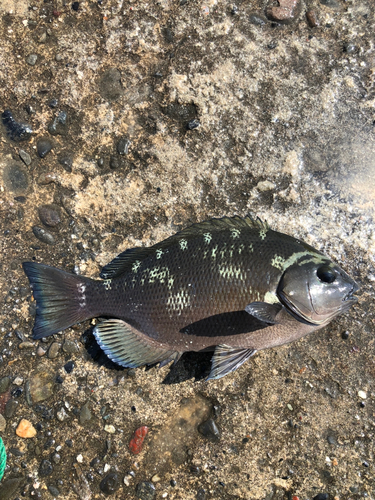 グレの釣果