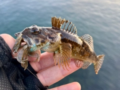 アナハゼの釣果