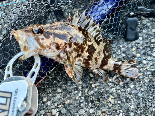 タケノコメバルの釣果