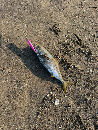 ワカシの釣果