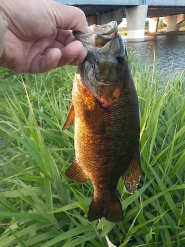 スモールマウスバスの釣果