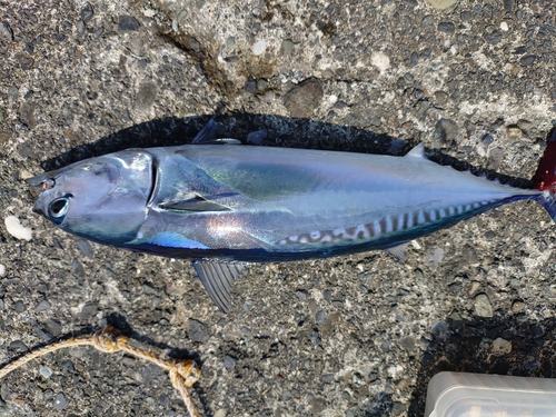 ソウダガツオの釣果