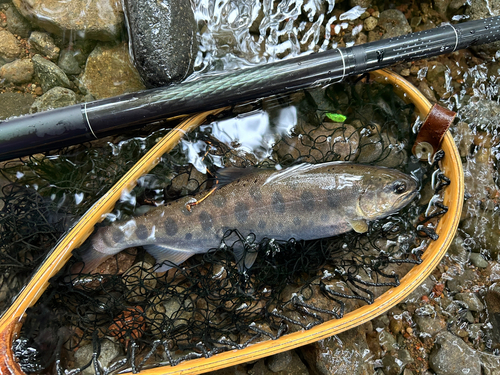 ヤマメの釣果