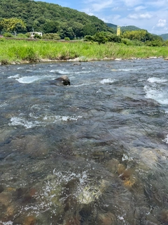 アユの釣果