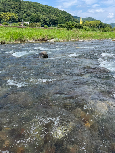 アユの釣果