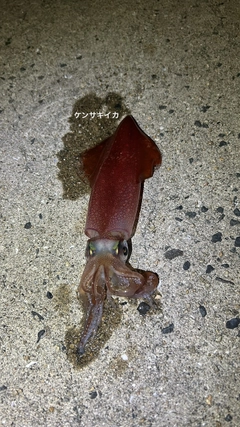 ケンサキイカの釣果