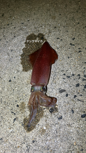 ケンサキイカの釣果