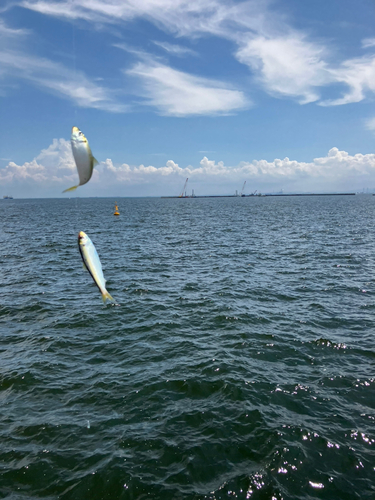 サッパの釣果