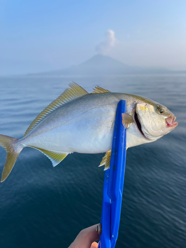 ネリゴの釣果