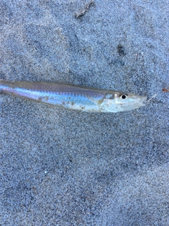 キスの釣果