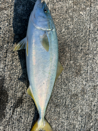 ワカシの釣果