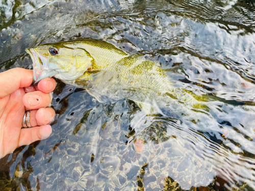 スモールマウスバスの釣果