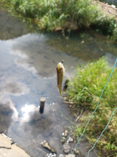 カワムツの釣果