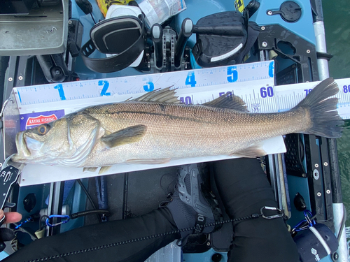 シーバスの釣果