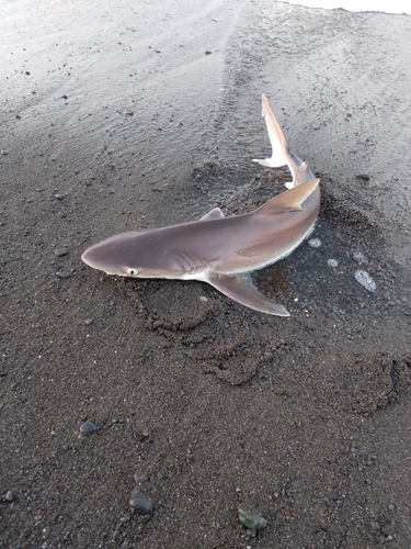 サメの釣果