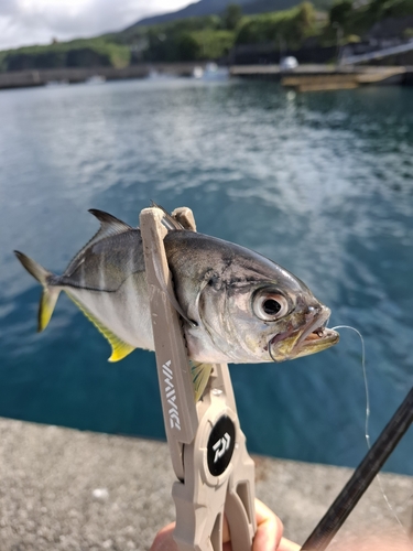 ギンガメアジの釣果