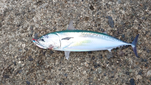 ソウダガツオの釣果