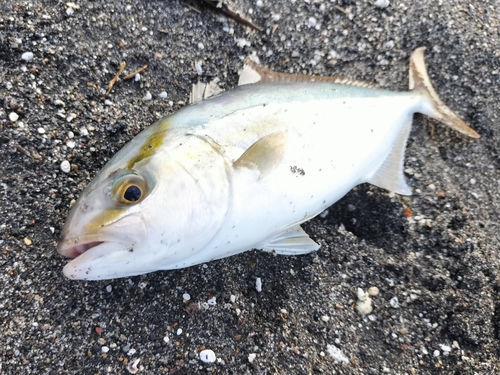 ネリゴの釣果