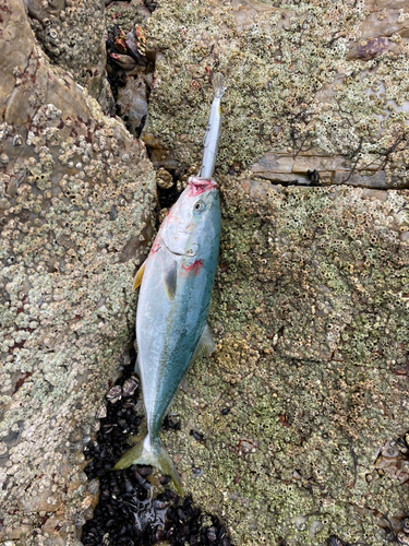 イナダの釣果