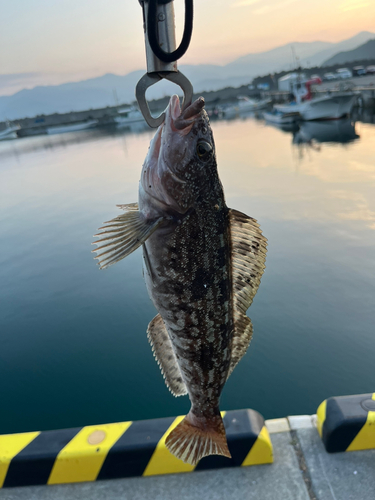 アイナメの釣果