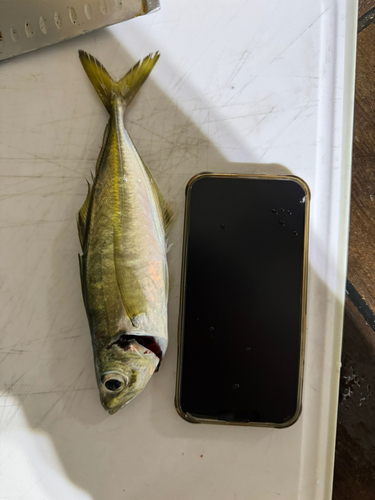 マアジの釣果