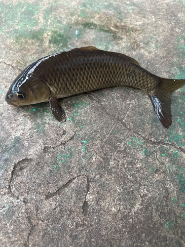 コイの釣果