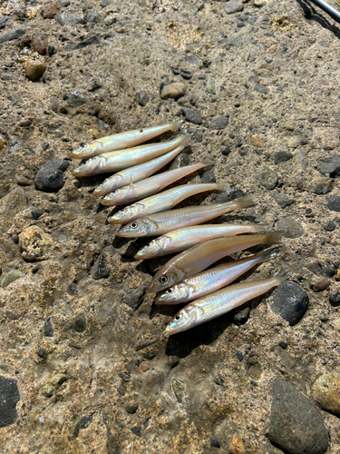 シロギスの釣果