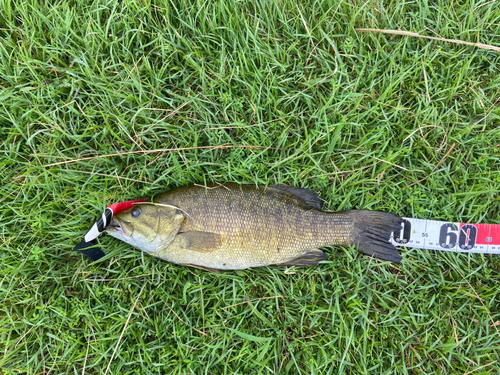 スモールマウスバスの釣果