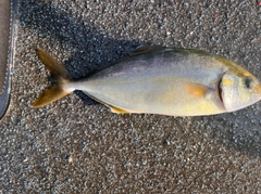 ショゴの釣果