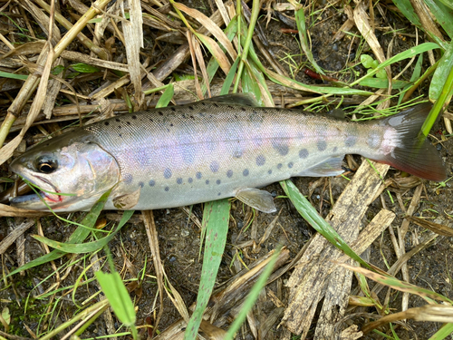 ヤマメの釣果