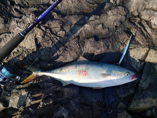 イナダの釣果