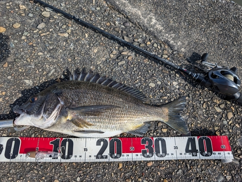 チヌの釣果